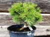 Pušis kalninė ,Mops' (lot. Pinus mugo)